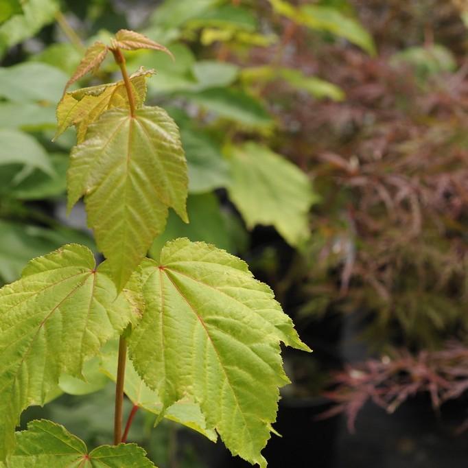 snakebark maple (Acer conspicuum 'Phoenix') plant — close-up photo