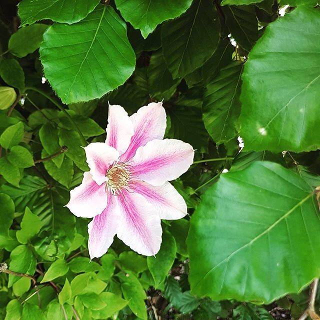 solitary clematis (Clematis integrifolia 'Rose Colored Glasses') plant — close-up photo