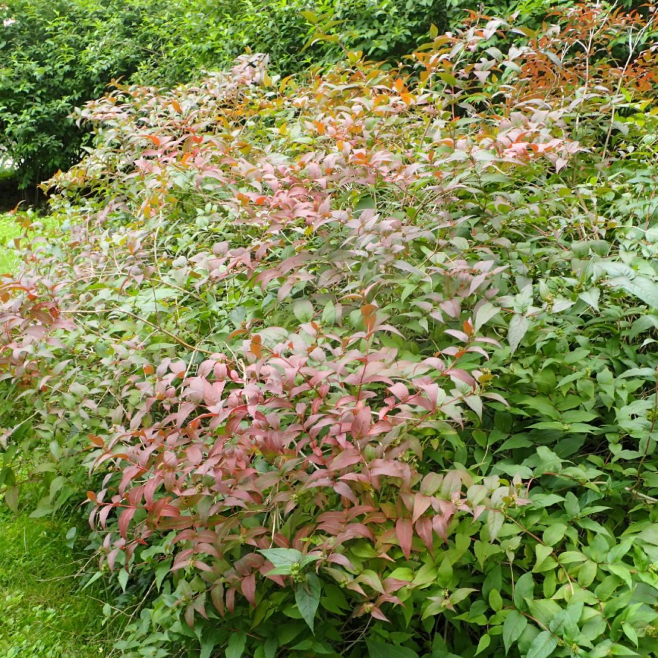 southern bush honeysuckle (Diervilla 'G2X88544' KODIAK ORANGE) plant — close-up photo