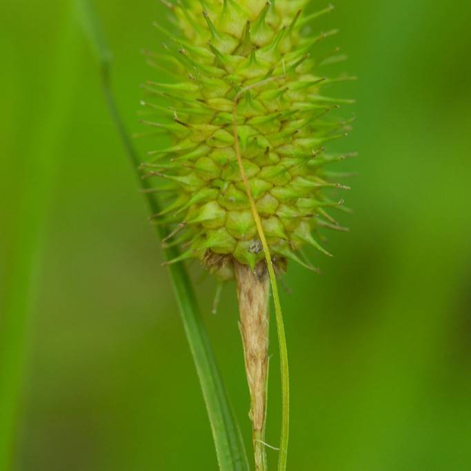 squarrose sedge (Carex squarrosa) plant — close-up photo