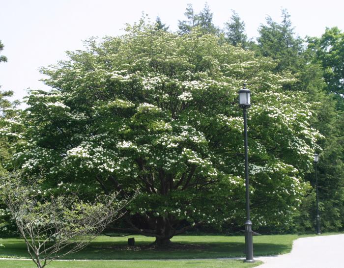 Starlight Chinese Dogwood (Cornus kousa 'Starlight') plant — close-up photo