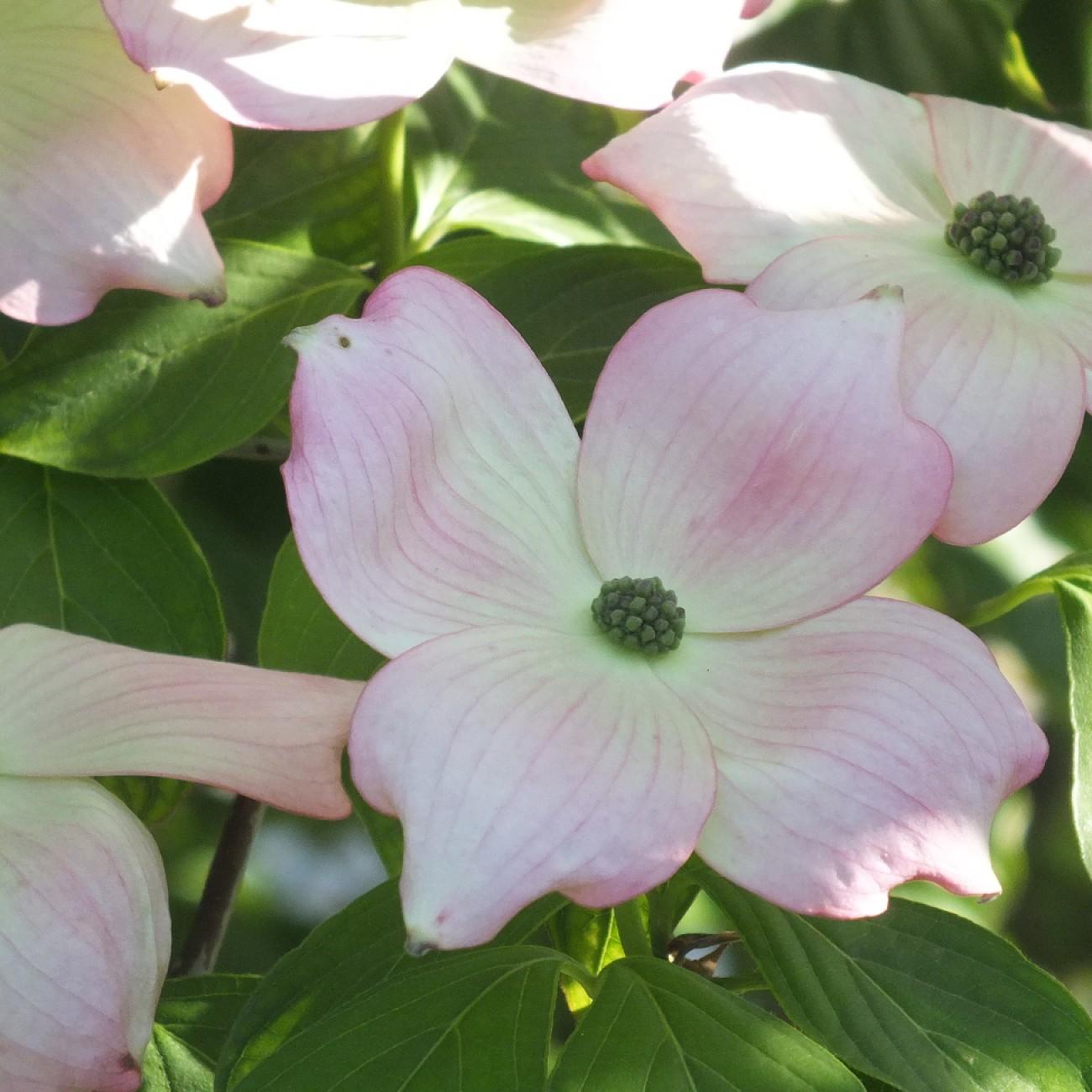 Stellar Pink Flowering Dogwood (Cornus 'Stellar Pink') plant — close-up photo