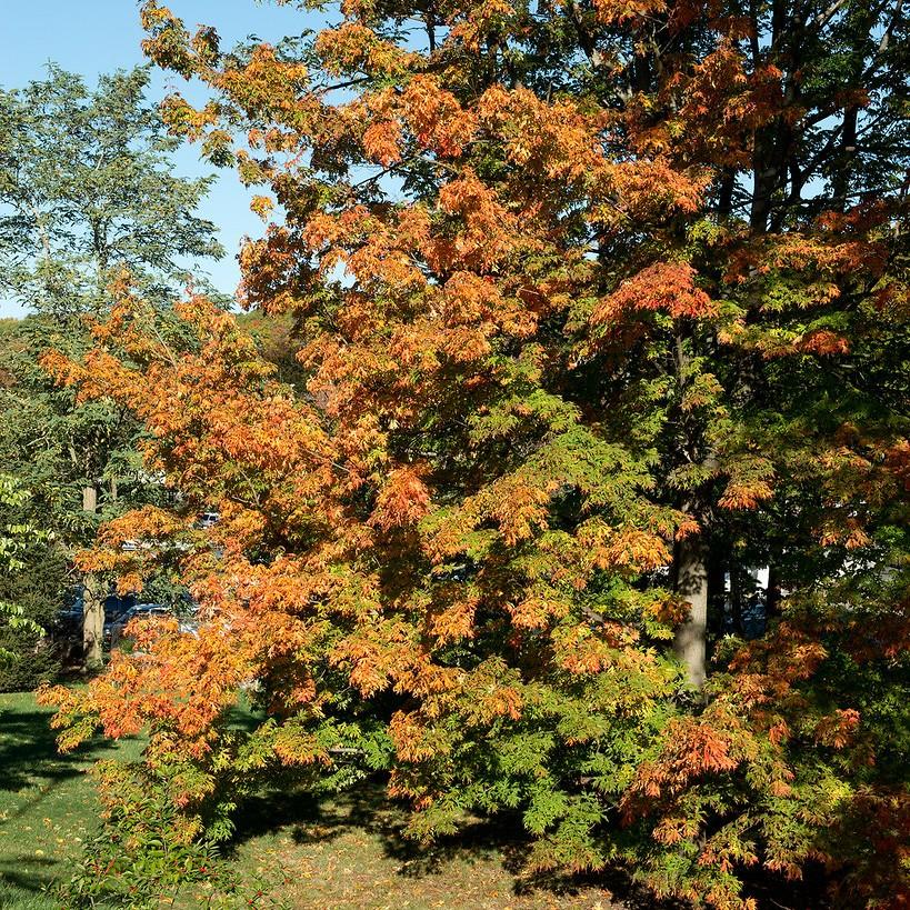sugar maple (Acer saccharum 'Sweet Shadow') plant — close-up photo