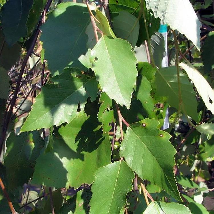 Summer Cascade Weeping River Birch (Betula nigra 'Summer Cascade') plant — close-up photo