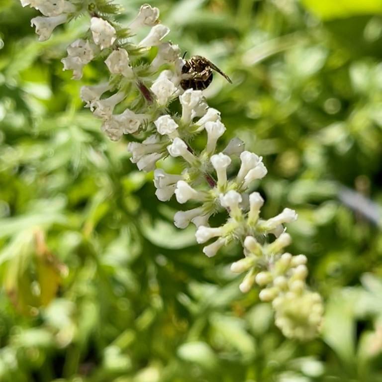sweet almond bush (Aloysia virgata) plant — close-up photo