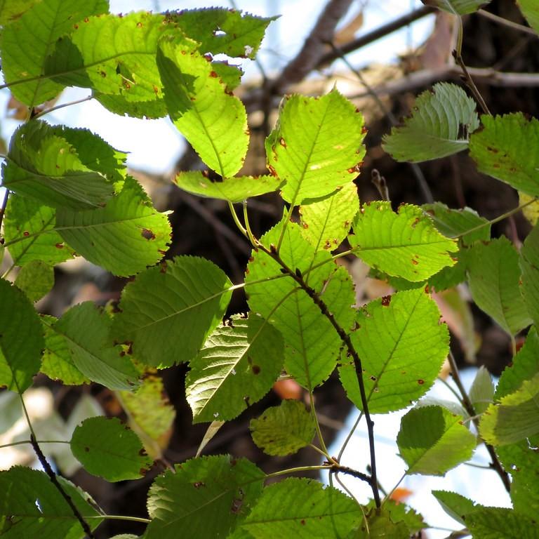 sweet birch (Betula lenta) plant — close-up photo