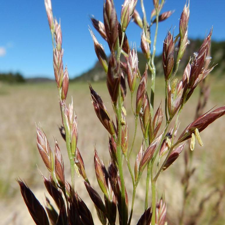 tall fescue (Festuca arundinacea 'Dense Shade Mix') plant — close-up photo