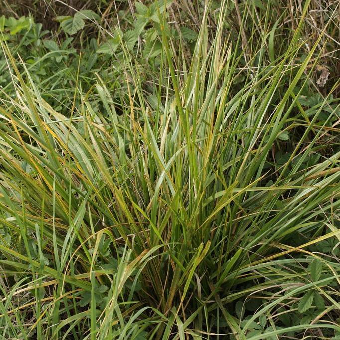 tall fescue (Festuca arundinacea 'Kentucky 31') plant — close-up photo
