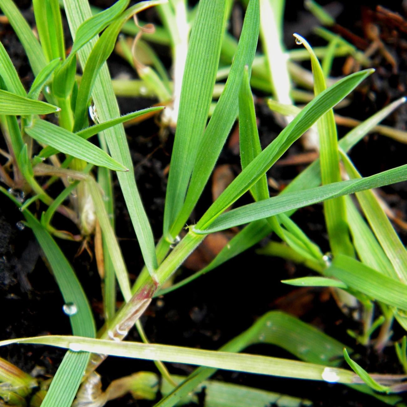 tall fescue (Festuca arundinacea (mix)) plant — close-up photo