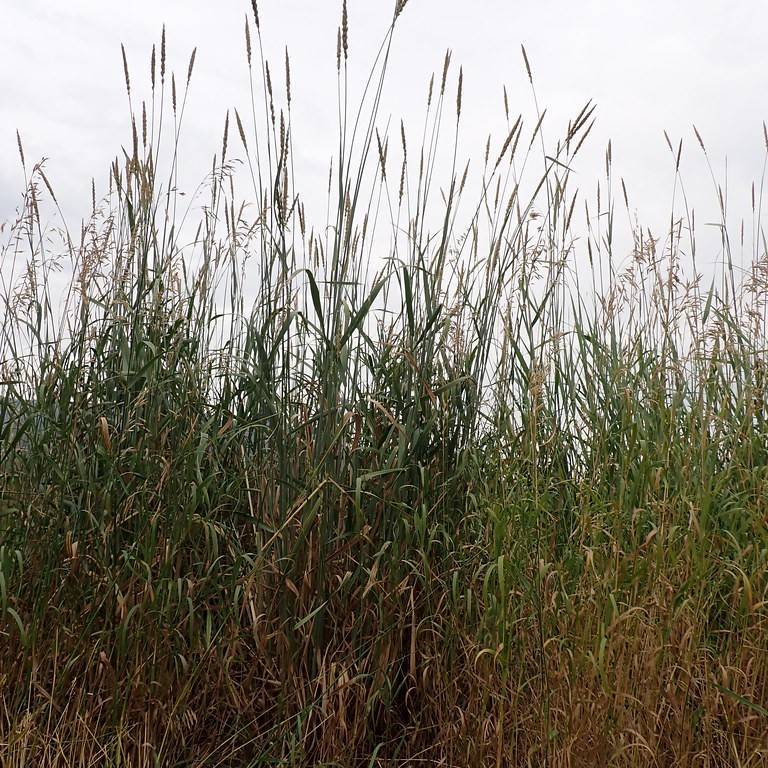 tall wheatgrass (Elytrigia elongata 'Jose Select') plant — close-up photo