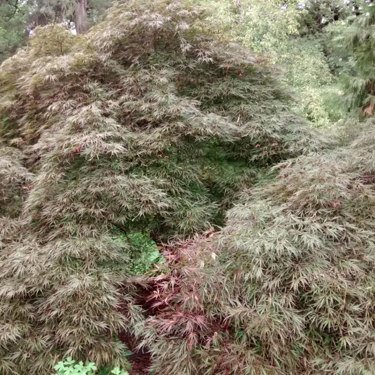 Tamukeyama Japanese Maple (Acer palmatum 'Tamukeyama') plant — close-up photo