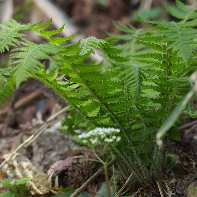 tapering glade fern (Deparia pycnosora) plant — close-up photo