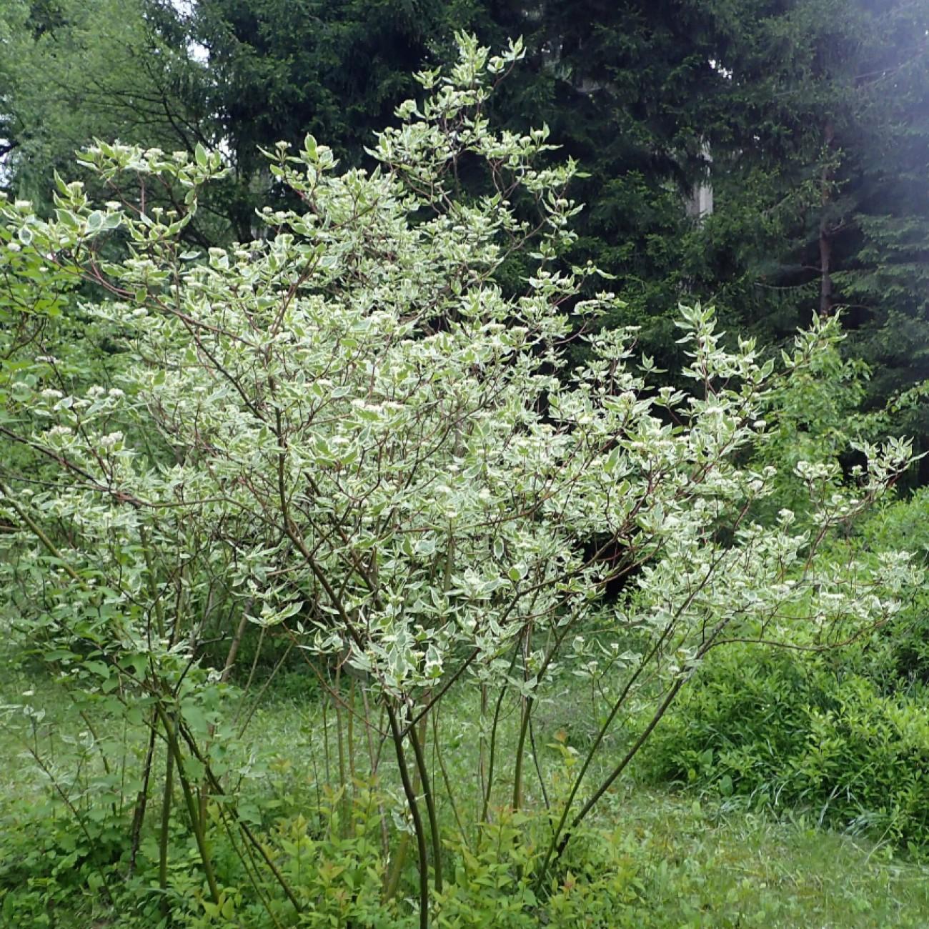 tatarian dogwood (Cornus alba 'Argenteomarginata') plant — close-up photo