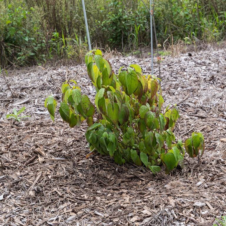 tatarian dogwood (Cornus alba 'Byboughen' NEON BURST) plant — close-up photo