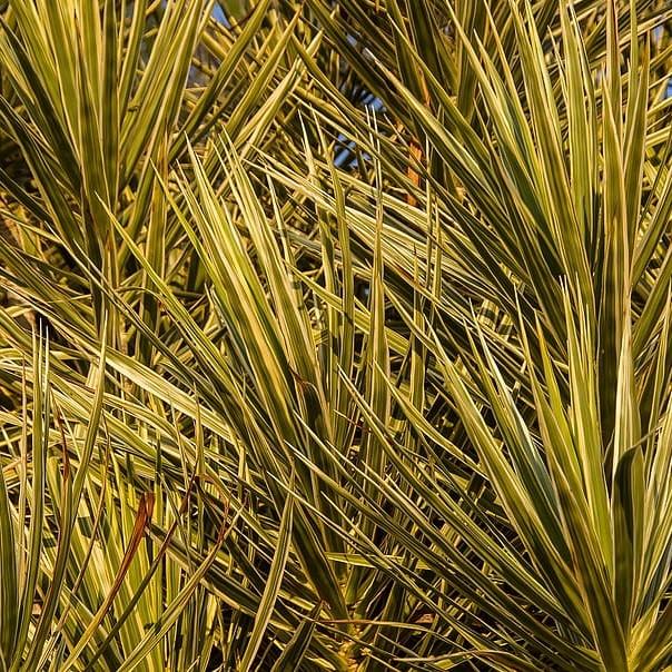 Torbay Dazzler Grass Palm (Cordyline australis 'Torbay Dazzler') plant — close-up photo