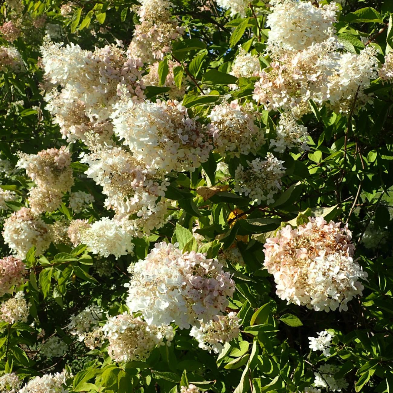 Tree Form Pee Gee Hydrangea (Hydrangea paniculata 'Grandiflora (tree form)') plant — close-up photo