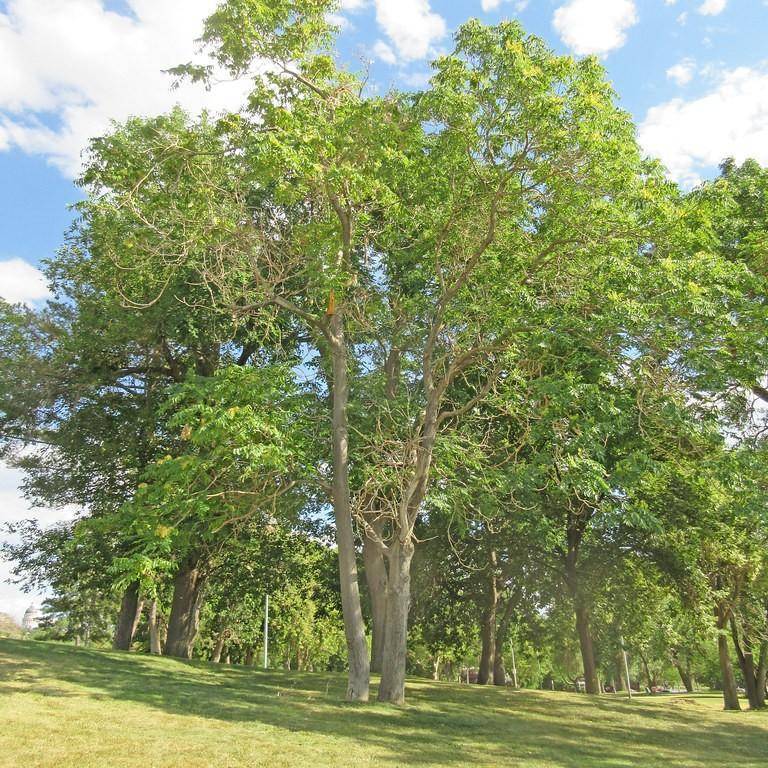 tree of Heaven (Ailanthus altissima) plant — close-up photo