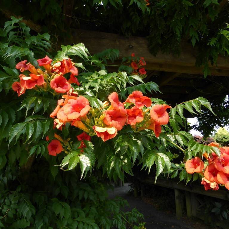 trumpet creeper (Campsis tagliabuana 'Madame Galen') plant — close-up photo