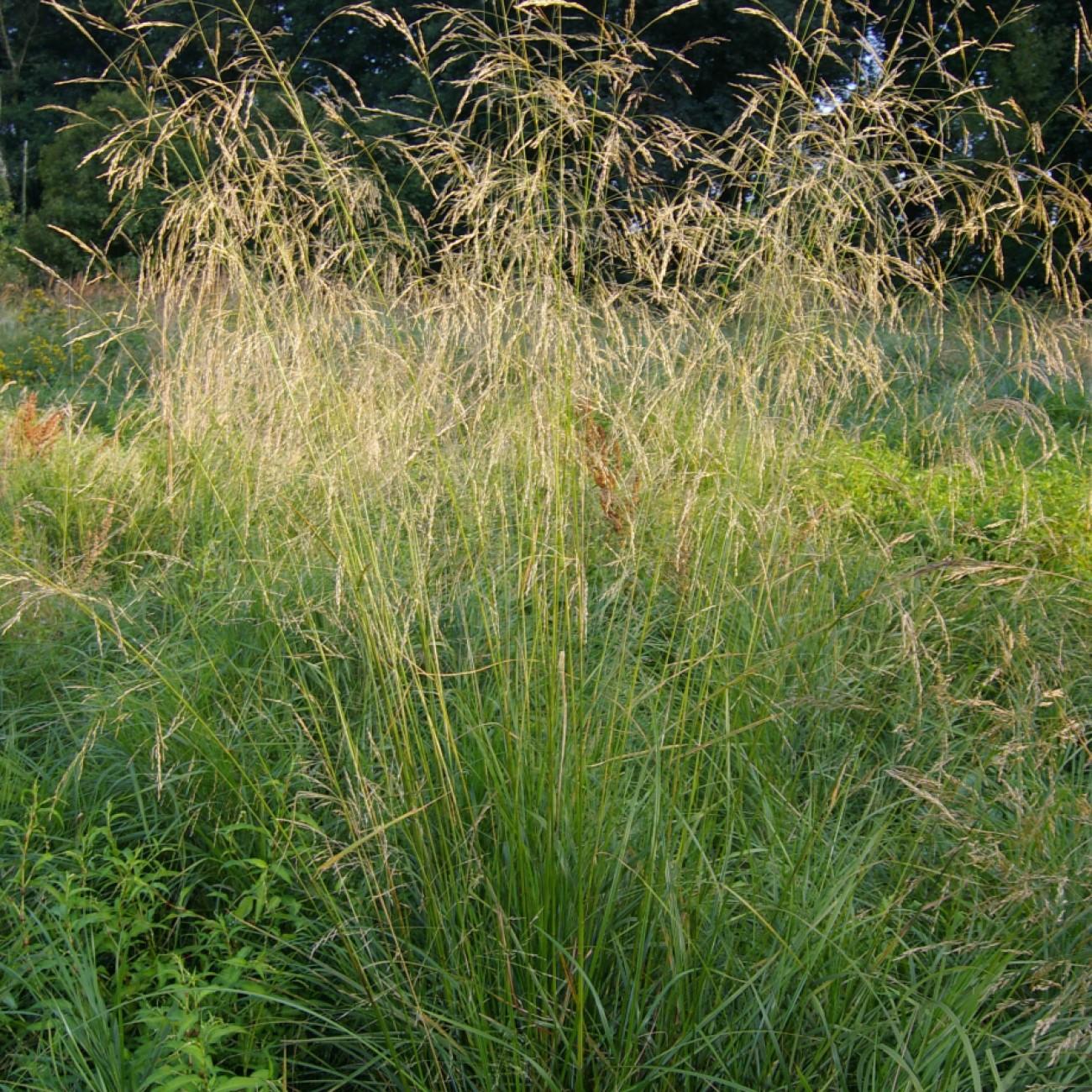 tufted hair grass (Deschampsia cespitosa 'Tardiflora') plant — close-up photo