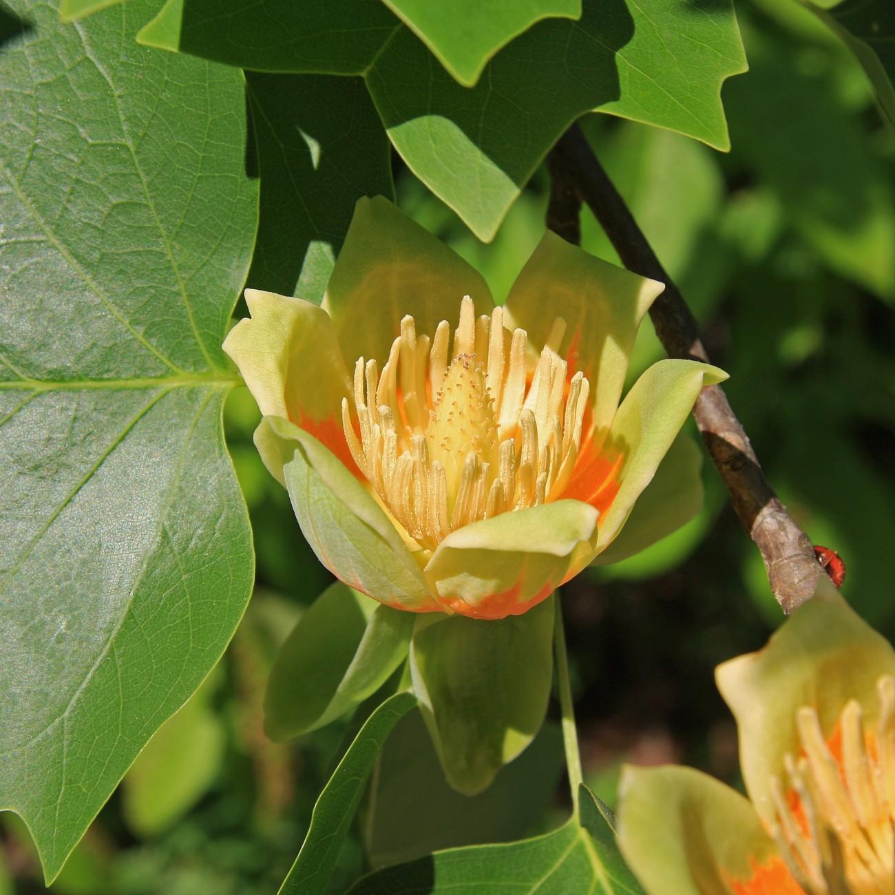 Tuliptree (Liriodendron tulipifera) plant — close-up photo
