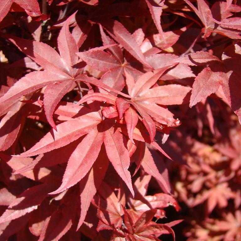 Twombly's Red Sentinel Japanese Maple (Acer palmatum 'Twombly's Red Sentinel') plant — close-up photo