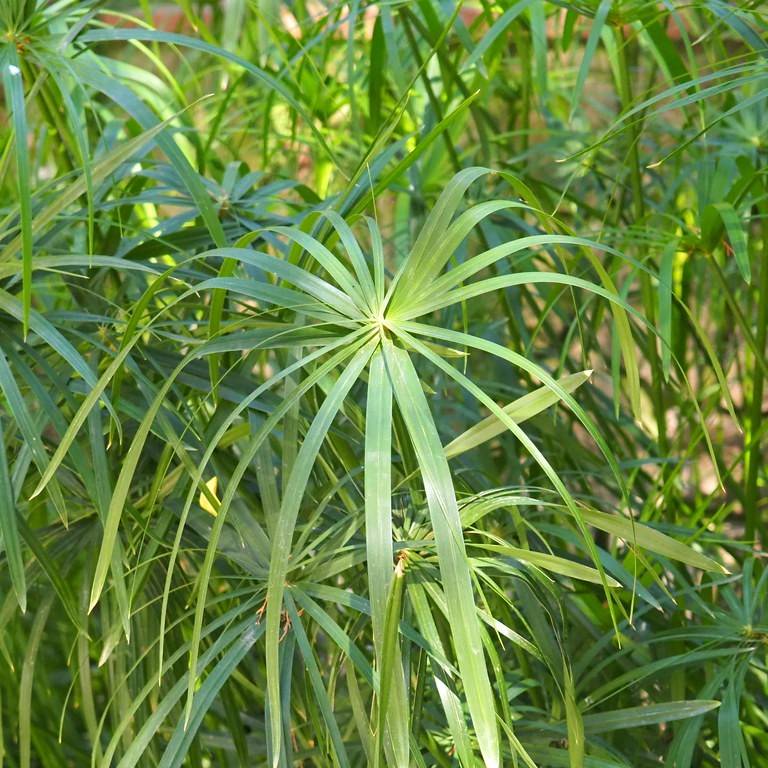 umbrella plant (Cyperus involucratus) plant — close-up photo