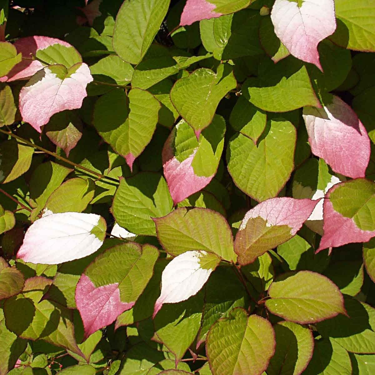 variegated kiwi vine (Actinidia kolomikta 'Arctic Beauty') plant — close-up photo