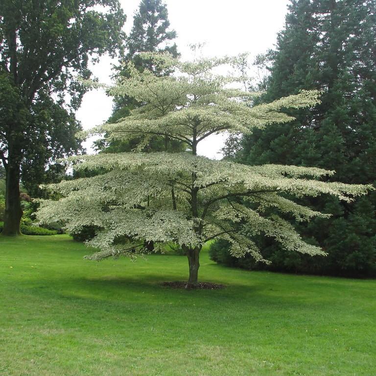 Variegated Pagoda Dogwood (Cornus alternifolia 'Argentea') plant — close-up photo