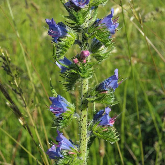 viper's bugloss (Echium vulgare) plant — close-up photo
