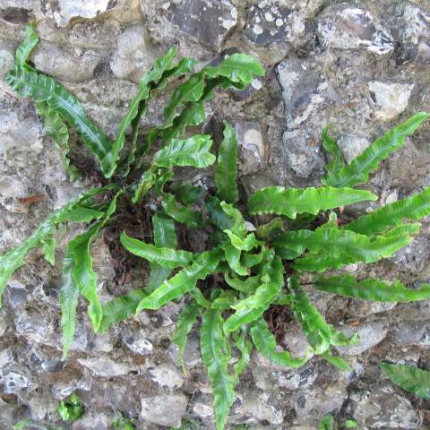 walking spleenwort (Asplenium ebenoides) plant — close-up photo