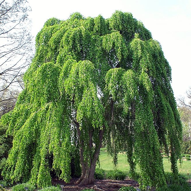Weeping Katsura Tree (Cercidiphyllum japonicum 'Pendulum') plant — close-up photo