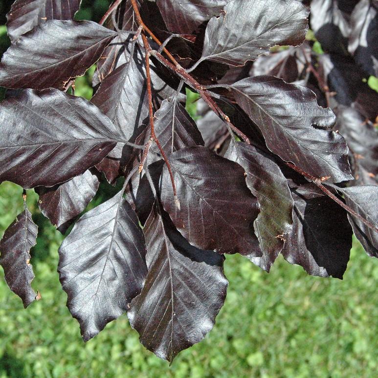 Weeping Purple Beech (Fagus sylvatica 'Purpurea Pendula') plant — close-up photo