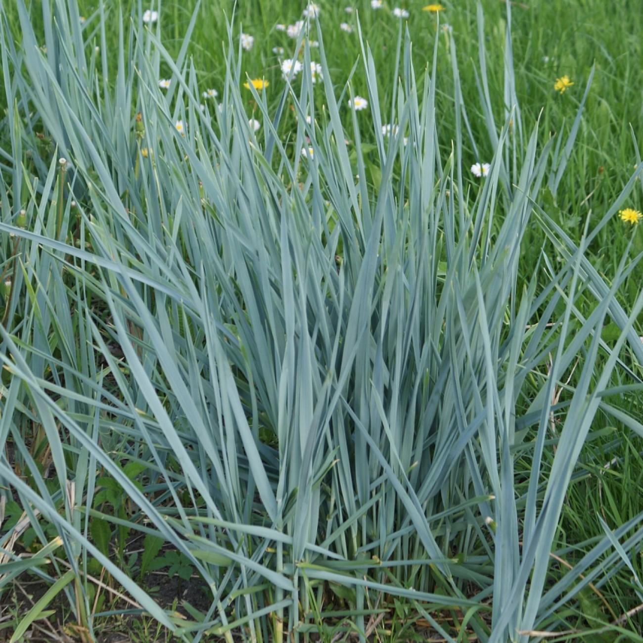 wheat grass (Elymus magellanicus 'Blue Tango') plant — close-up photo