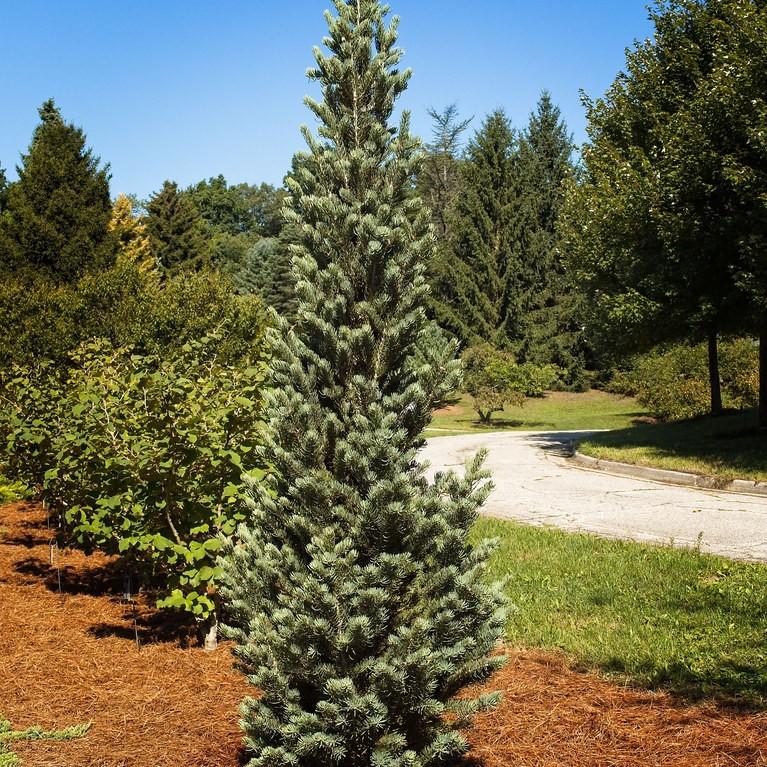 White Fir (Abies concolor) plant