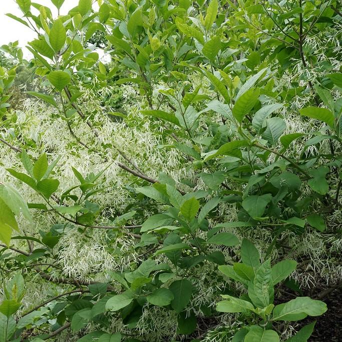 White Fringetree (Chionanthus virginicus) plant — close-up photo