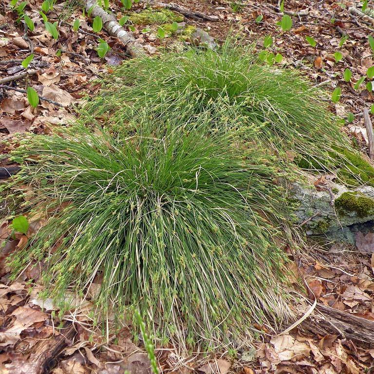 white-tinged sedge (Carex albicans) plant — close-up photo