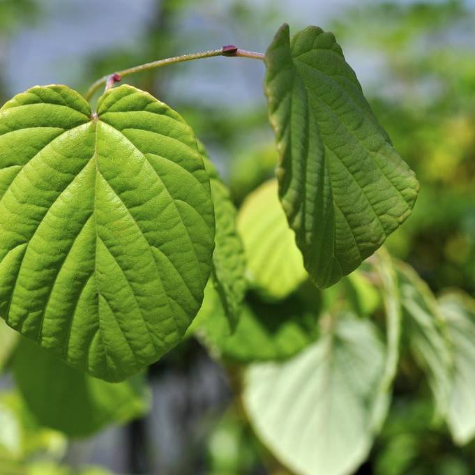 winter hazel (Corylopsis glabrescens) plant — close-up photo