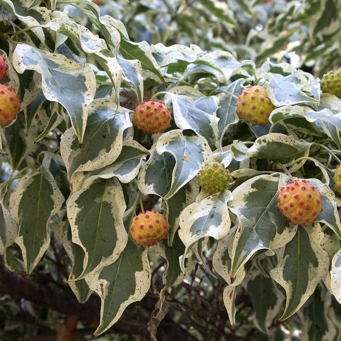 Wolf Eyes Chinese Dogwood (Cornus kousa 'Wolf Eyes') plant — close-up photo