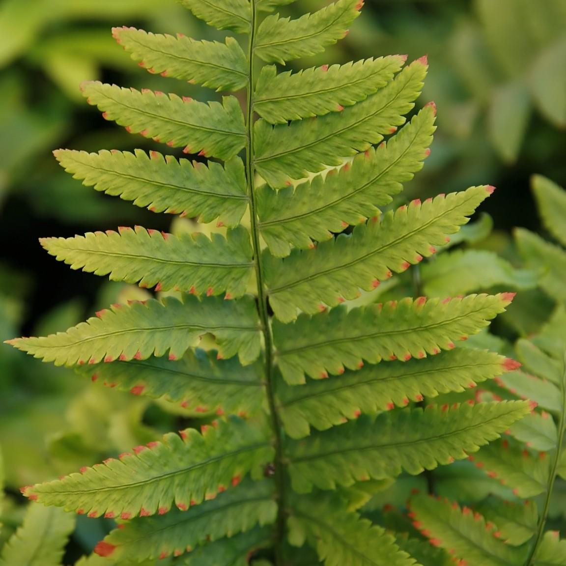 wood fern (Dryopteris cycadina) plant — close-up photo