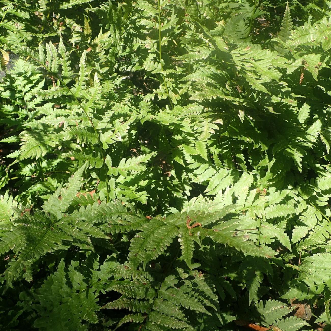 wood fern (Dryopteris lacera) plant — close-up photo