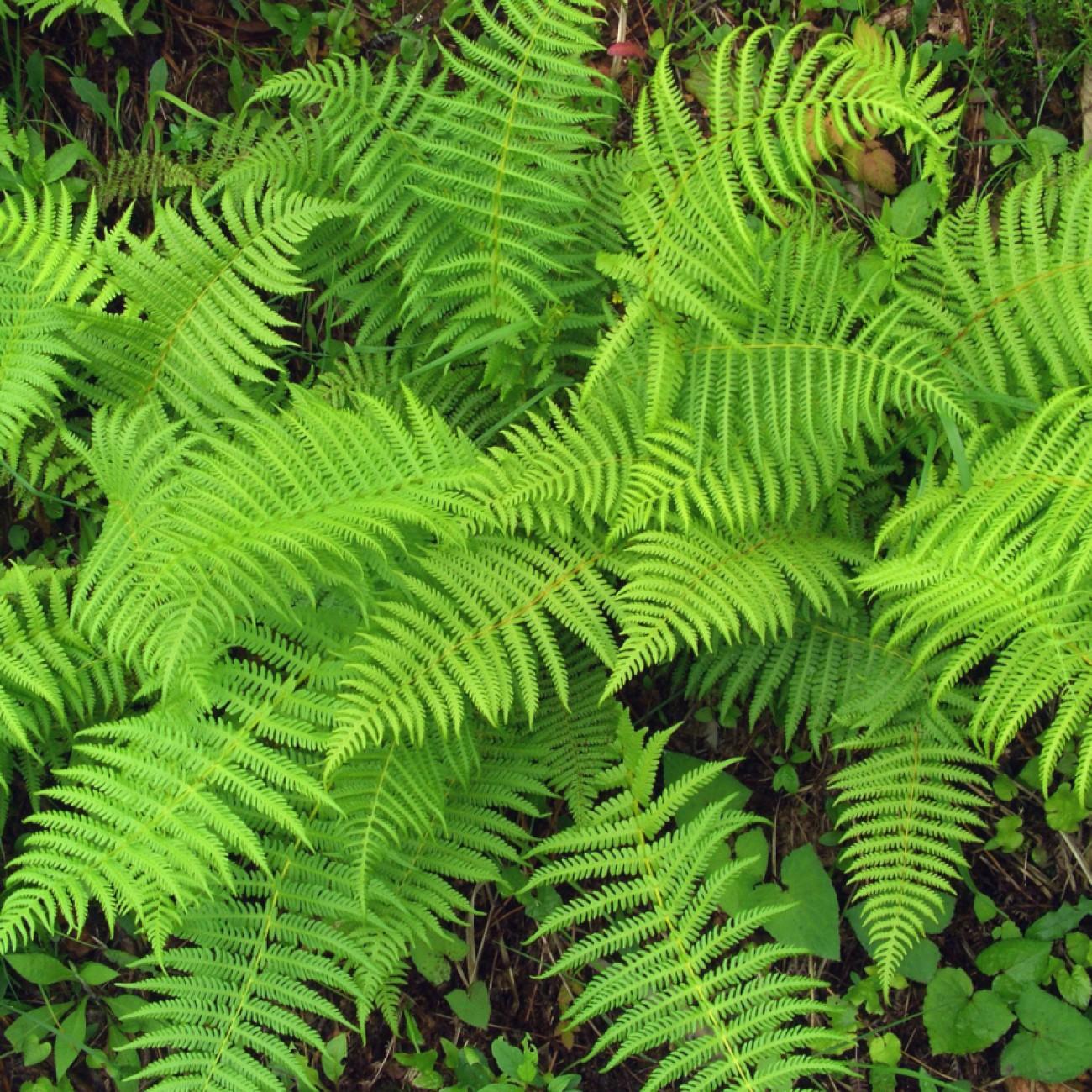 wood fern (Dryopteris remota) plant — close-up photo