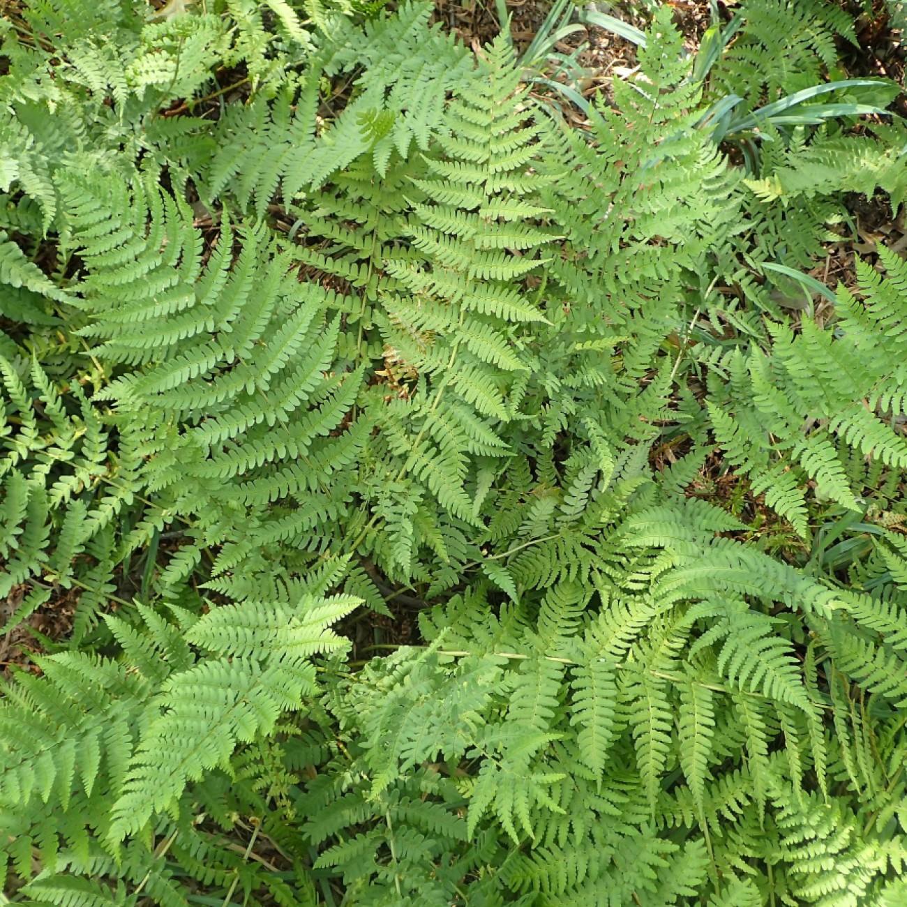 woodfern (Dryopteris australis) plant — close-up photo