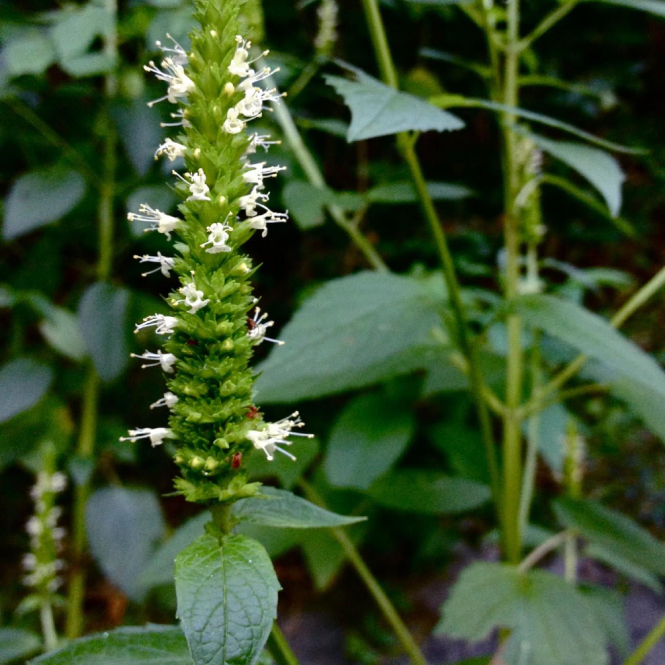 yellow giant hyssop (Agastache nepetoides) plant — close-up photo