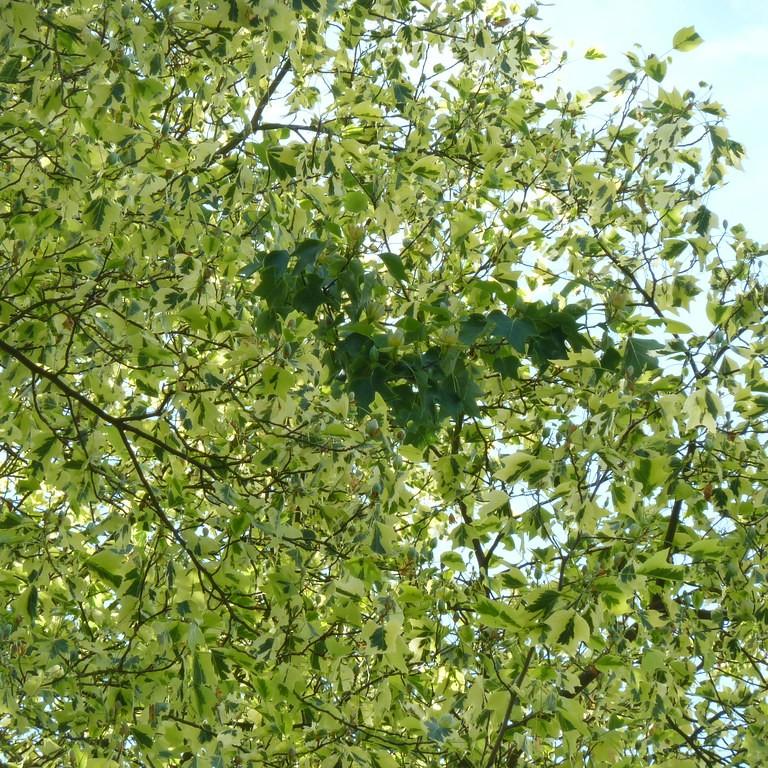 Yellow Variegated Tuliptree (Liriodendron tulipifera 'Aureomarginatum') plant — close-up photo
