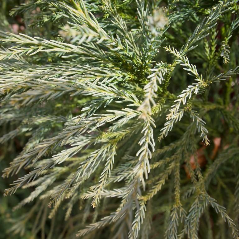 Yoshino Japanese Cedar (Cryptomeria japonica 'Yoshino') plant — close-up photo
